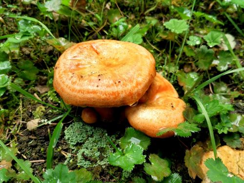 mushroom rain hillside