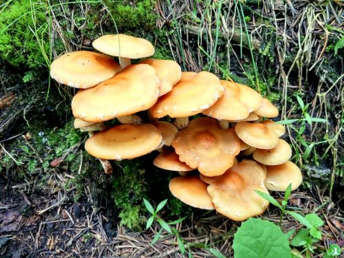 mushroom rain hillside