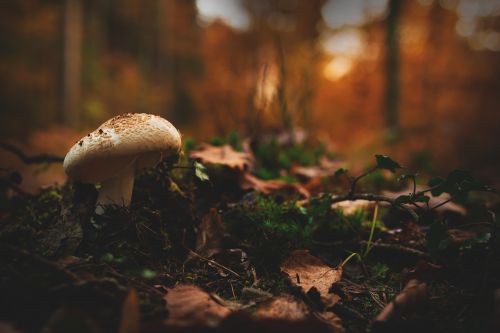 mushroom forest autumn