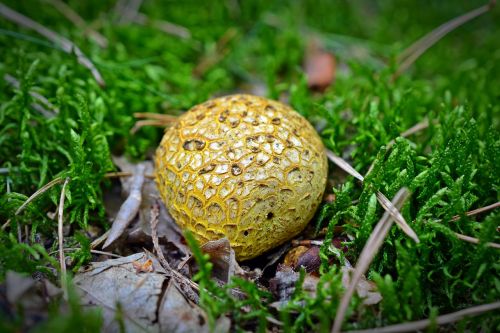 mushroom buffer mushroom surfaces puffball