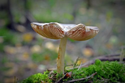 mushroom forest nature