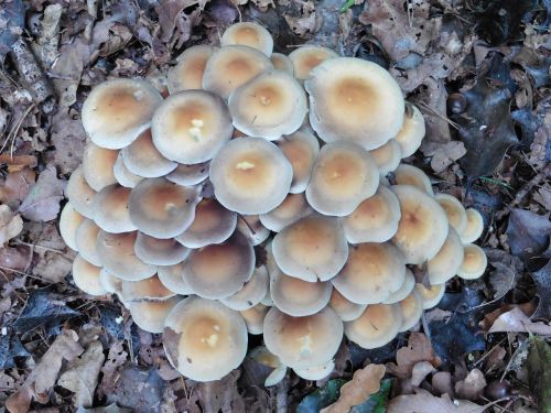 mushroom nature autumn