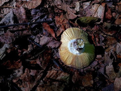 mushroom forest shadow
