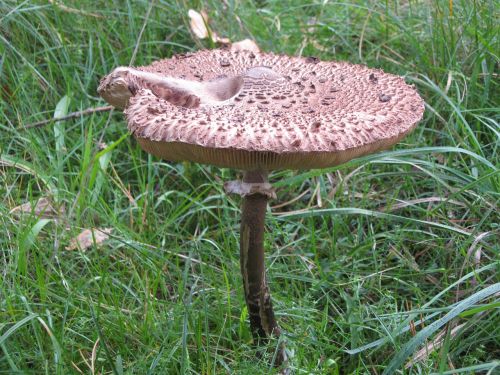 mushroom autumn forest