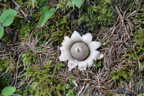 mushroom plant forest