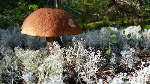 mushroom forest nature