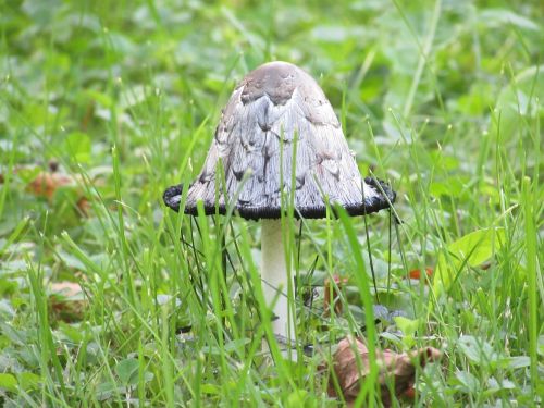 mushroom plant nature