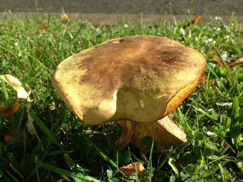 mushroom grass closeup