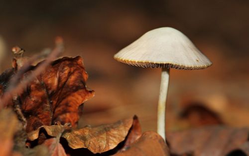 mushroom leaves forest