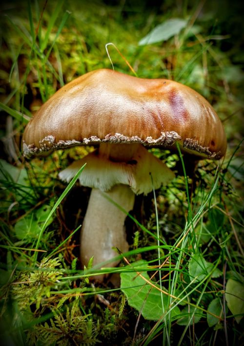 mushroom forest mushroom nature