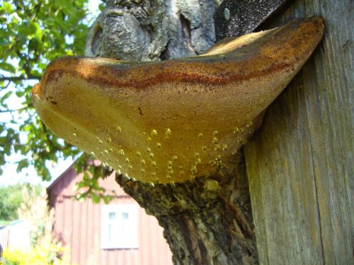 mushroom tree fungus dew