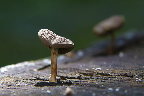 mushroom tree stump