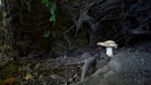 mushroom forest nature