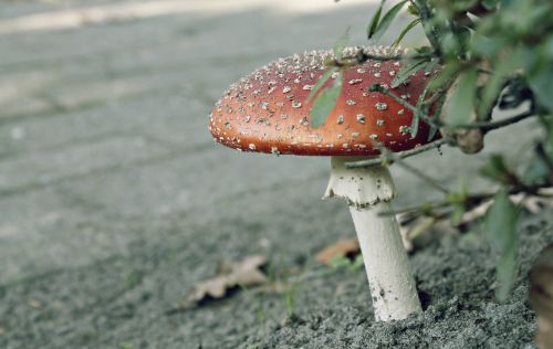 mushroom plant weed