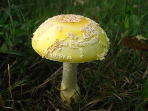 mushroom amanita flavoconia nature