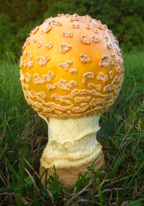 mushroom amanita flavoconia nature