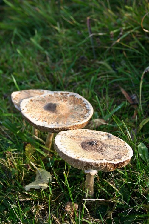 mushroom autumn screen fungus