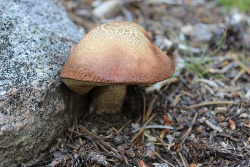 mushroom outdoors wild