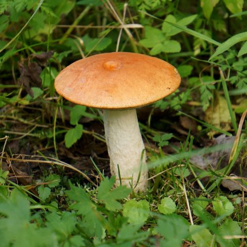 mushroom mushrooms mushroom hat