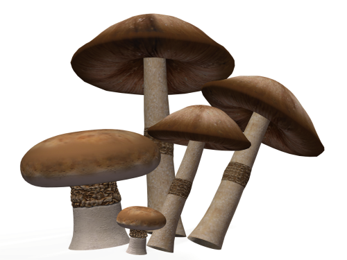 mushroom nature toxic