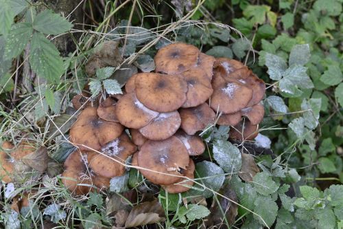 mushroom autumn brown