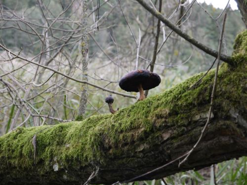 mushroom forest autumn