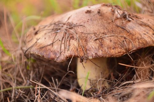 mushroom forest floor brown