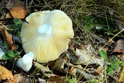 mushroom forest forest floor