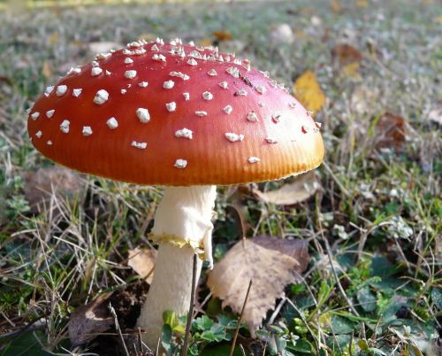 mushroom poison red