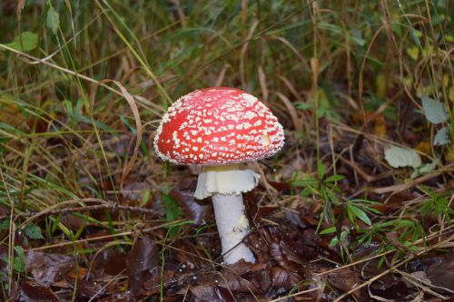 mushroom autumn fly agaric