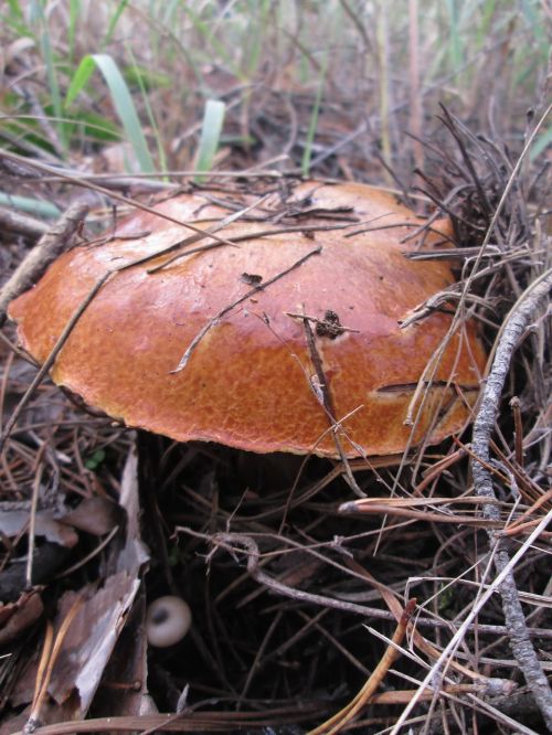 mushroom greasers needles