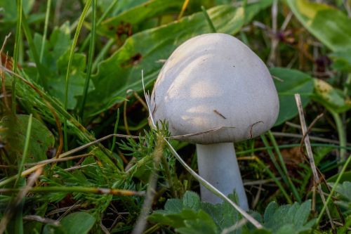 mushroom nature forest