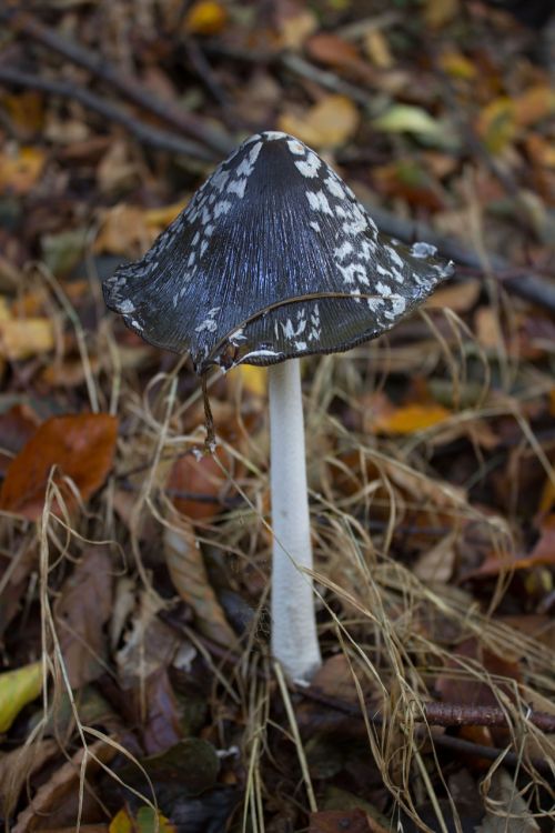 mushroom toxic autumn