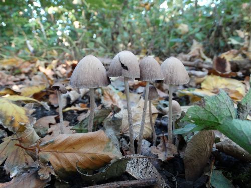 mushroom nature mushrooms