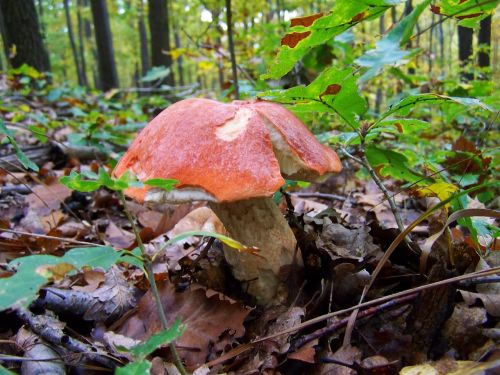 mushroom forest mushroom nature