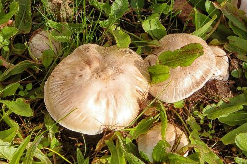 mushroom meadow grass