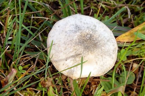 mushroom meadow grass