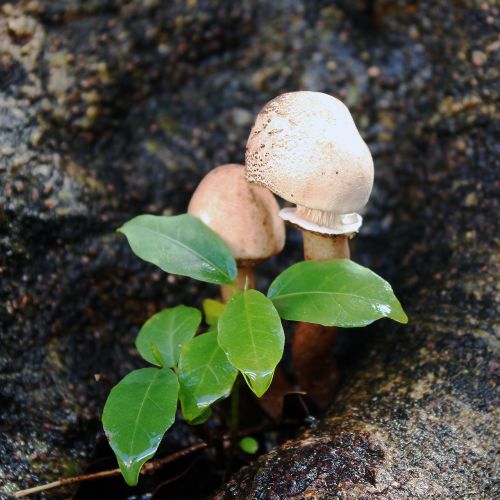mushroom nature trunk