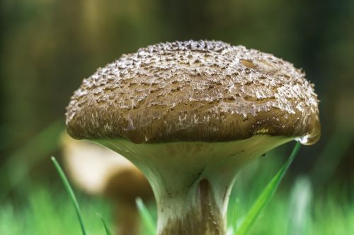mushroom fungi toadstool