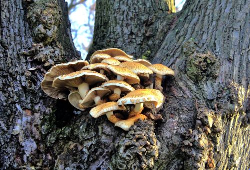 mushroom tree nature