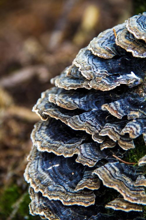 mushroom nature autumn