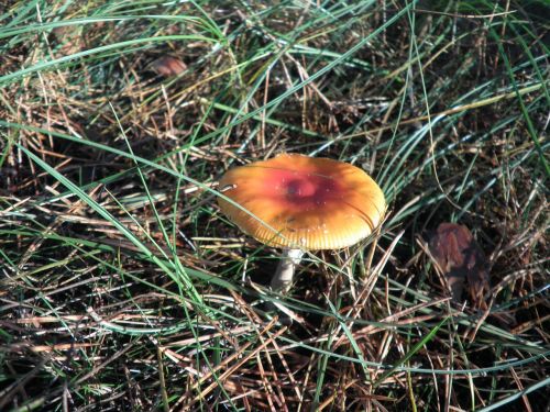 mushroom red forest