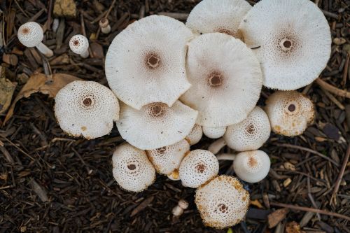 mushroom plant macro