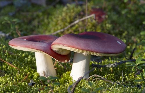 mushroom autumn forest