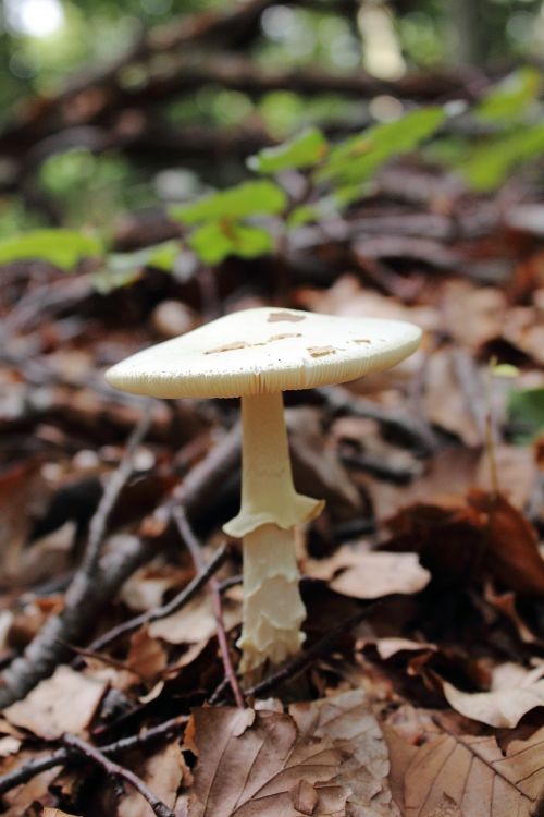 mushroom dry leaves forest