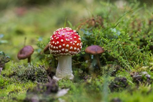 mushroom fly-agaric toxic mushroom