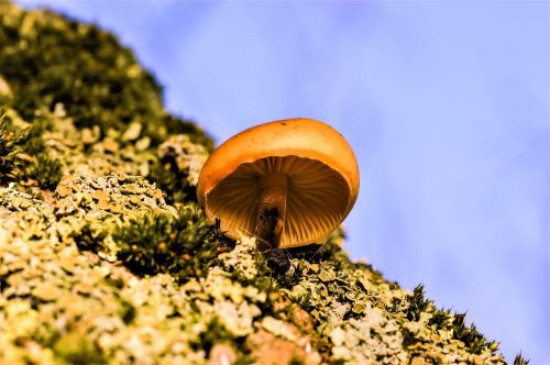 mushroom moss fungus on tree
