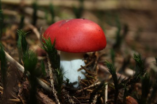 mushroom autumn forest