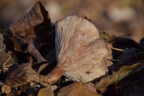 mushroom forest floor autumn