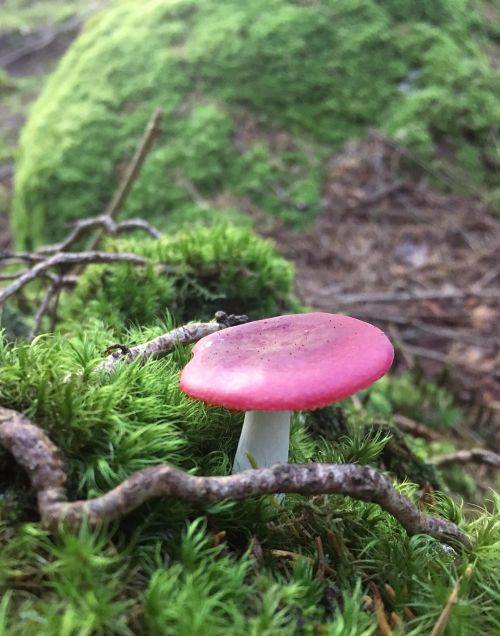 mushroom fly agaric forest